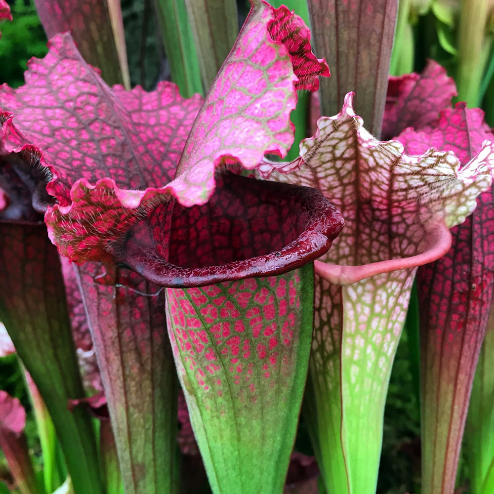 Can You Water Pitcher Plants With Bottled Water? Necps