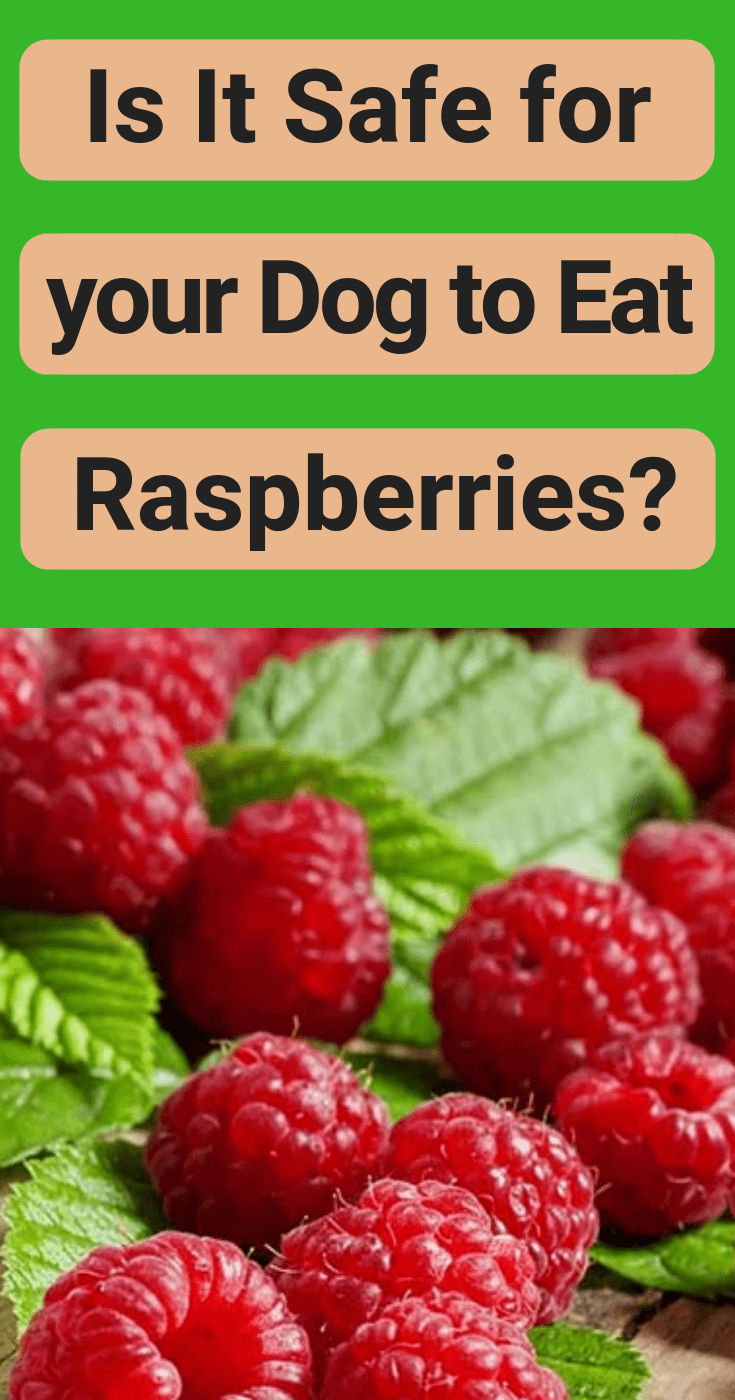 Are Raspberries Poisonous To Dogs? Necps