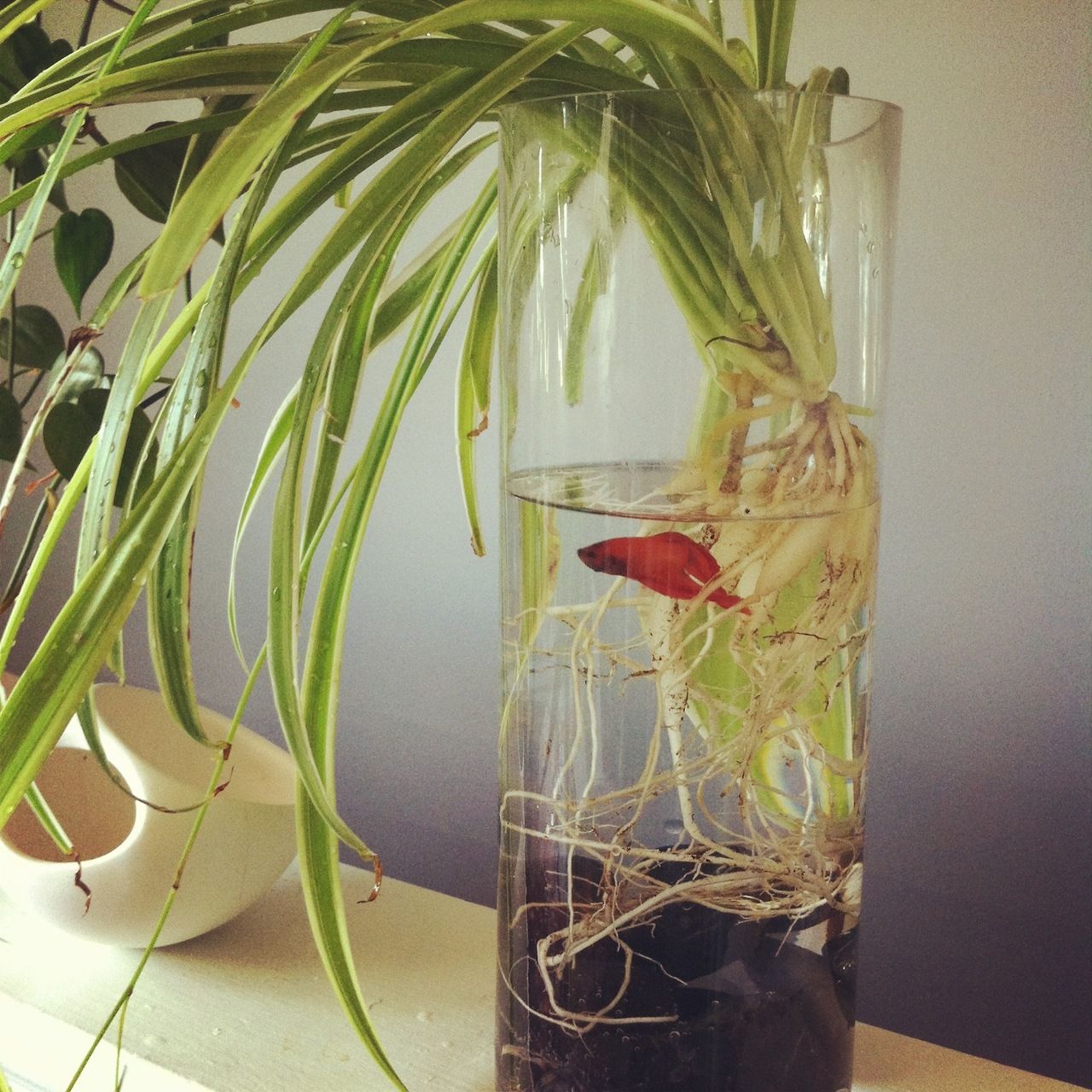 The Dangers Of Spider Plants To Fish Necps