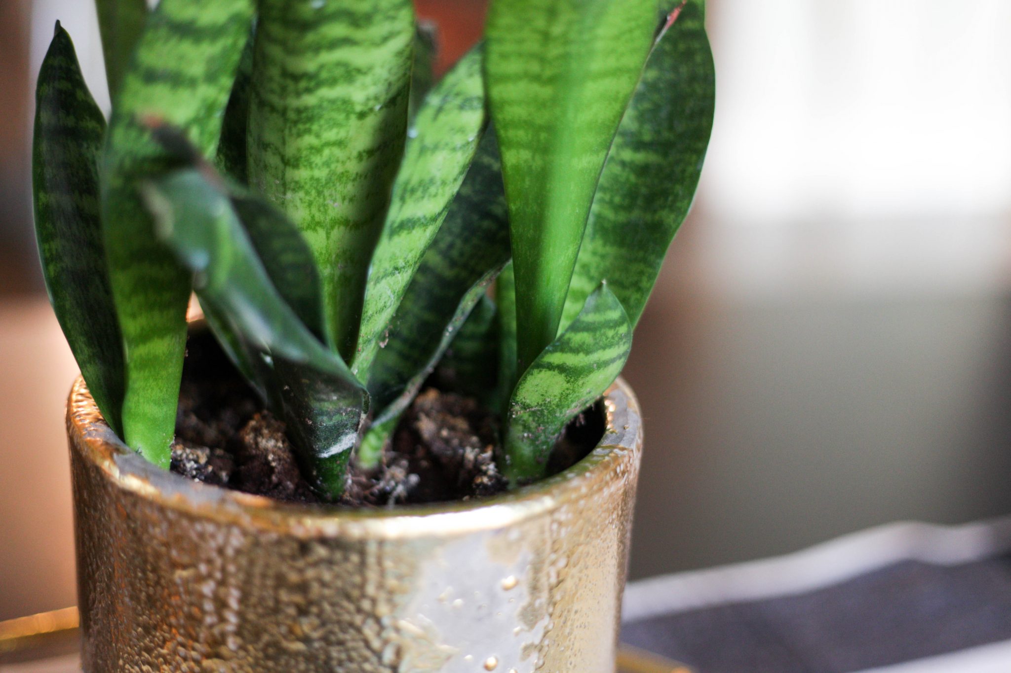 Are Snake Plants Dangerous To Pets at Janice Grider blog