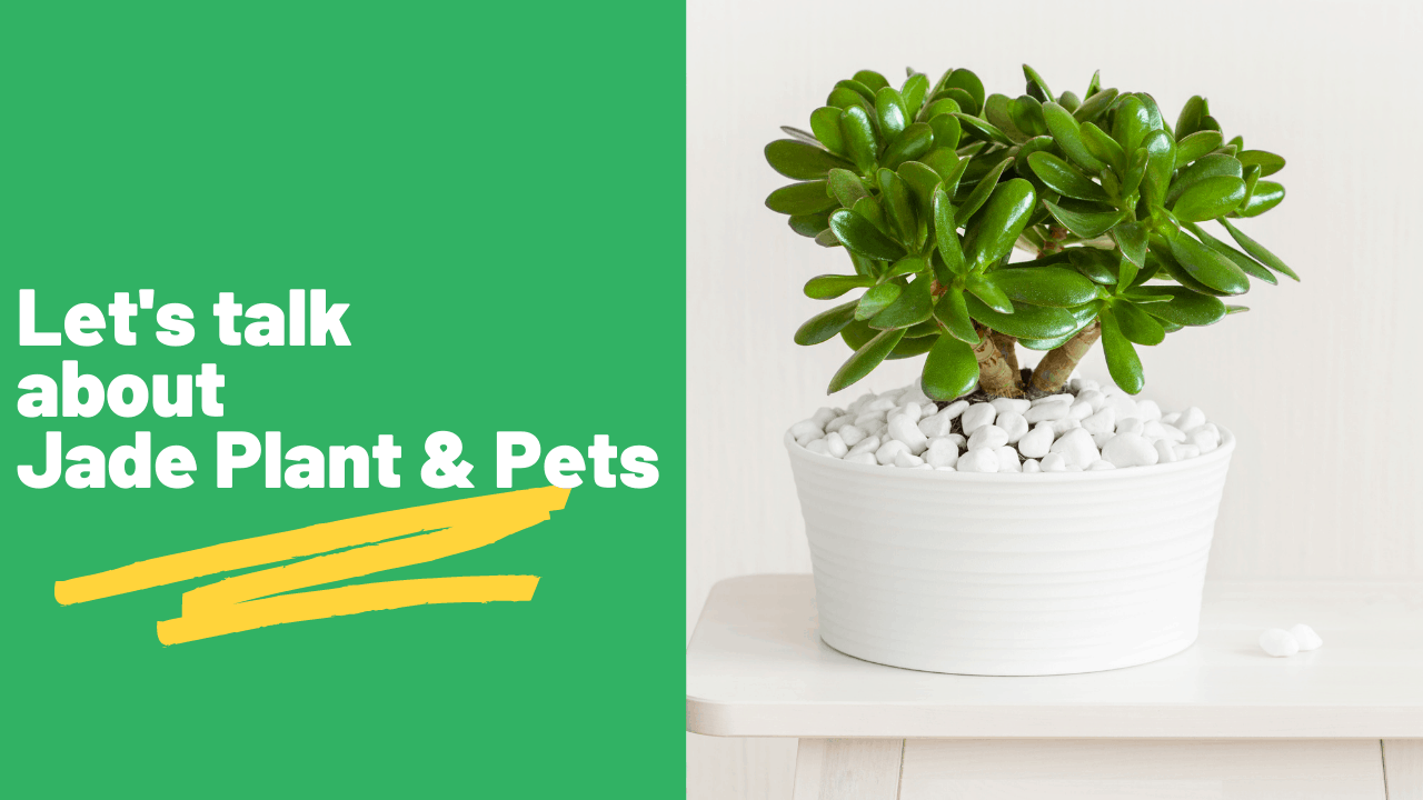 Is Your Jade Plant Poisonous To Your Rabbit? Necps