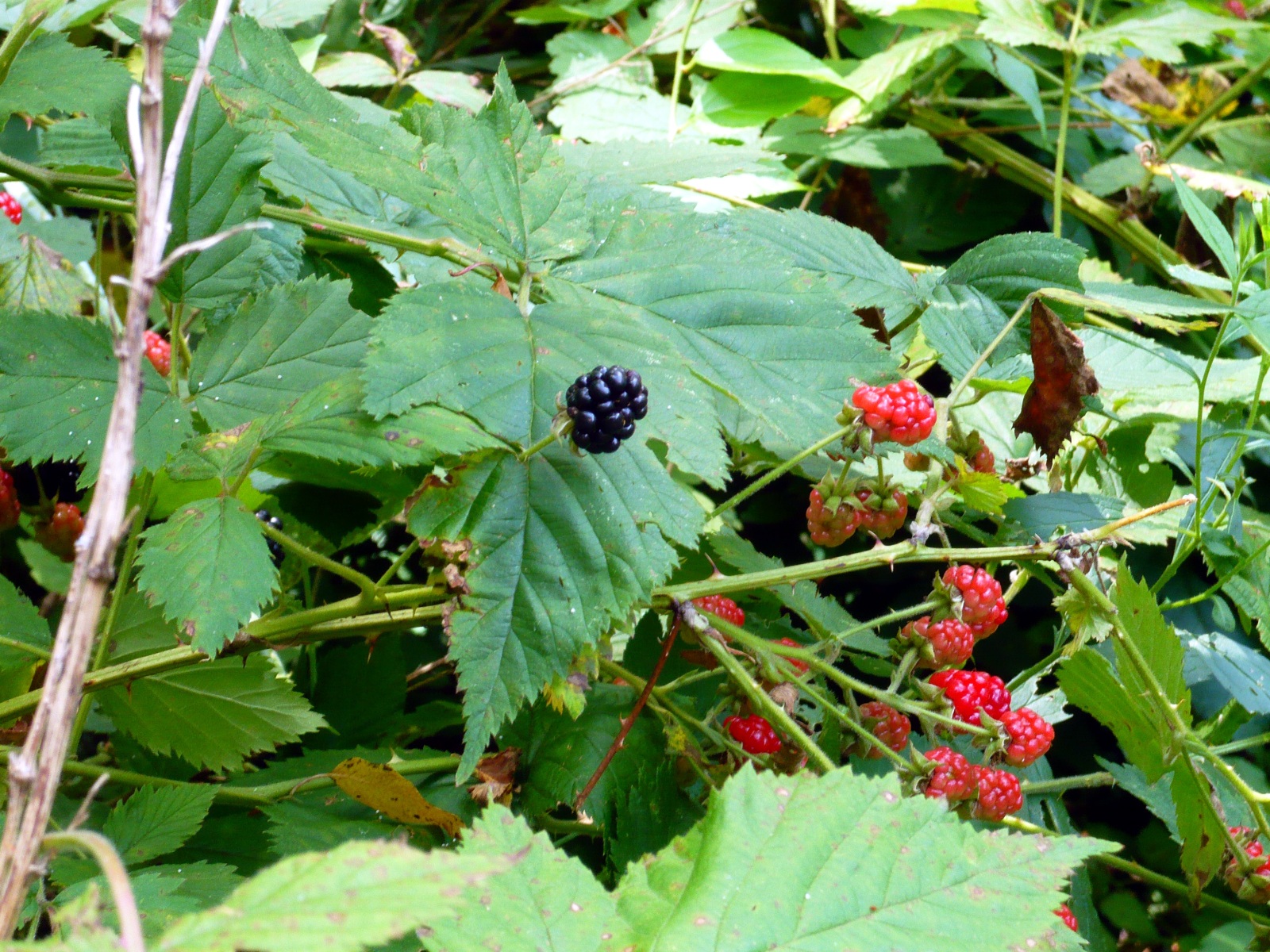 The Benefits Of Eating Poisonous Look Alikes Necps