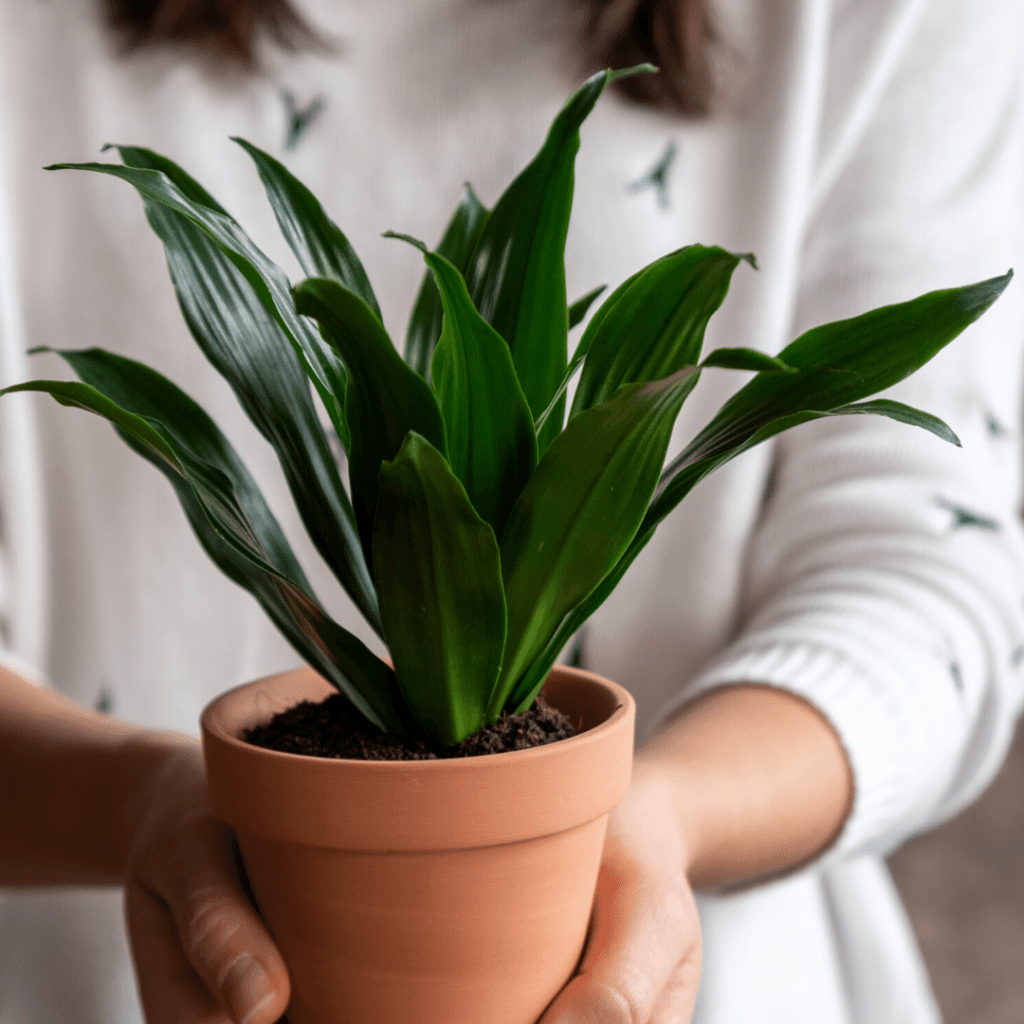 Is Curcuma Ginger Poisonous To Cats? Necps