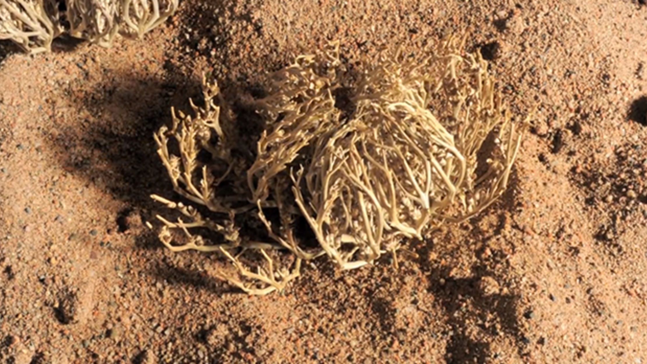 Is A Resurrection Plant Poisonous To Cats? Necps