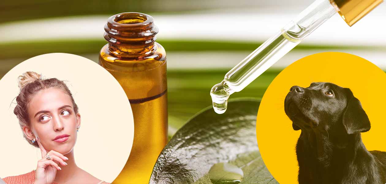 Is Tea Tree Plant Poisonous To Dogs Necps