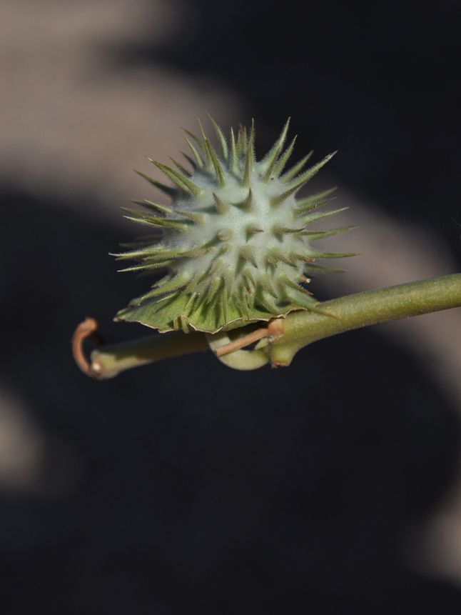 The Danger Of Poisonous Plants Why You Should Be Careful Around Roses