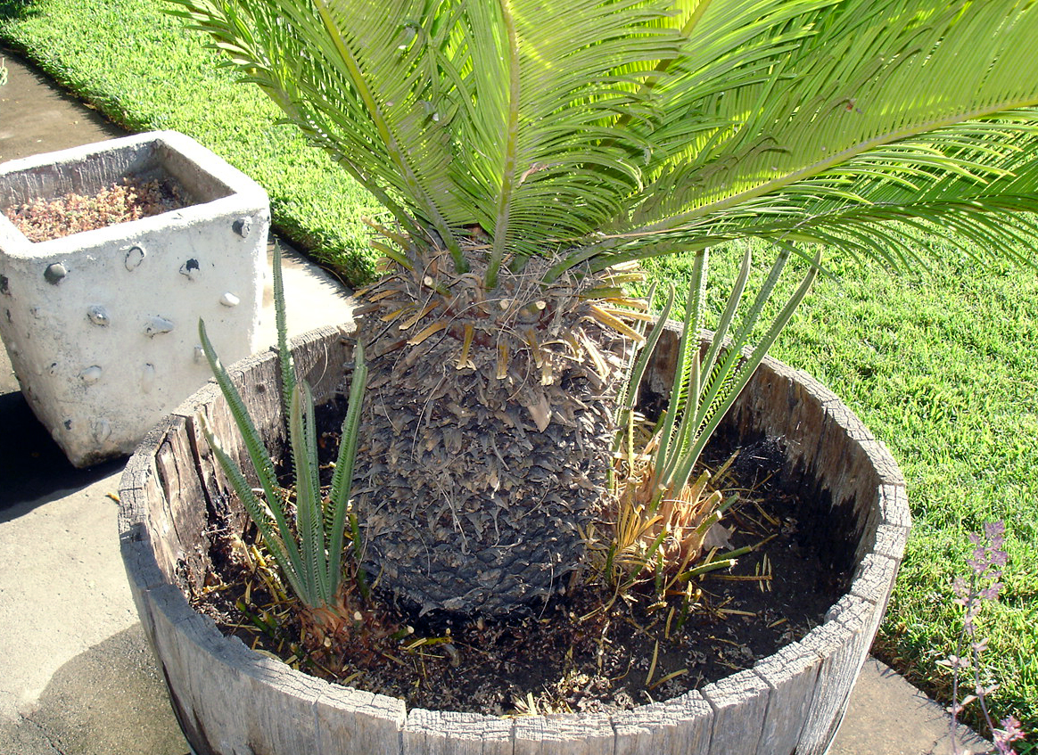 Sago Palms A Guide To Repotting Necps