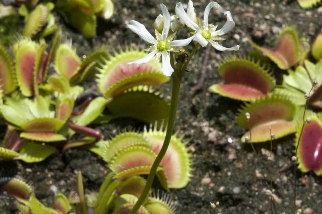 The Venus Flytrap A Carnivorous Plant That Is Native To The United