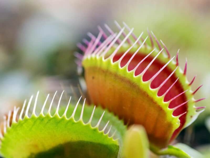 The Venus Flytrap A Carnivorous Plant That Traps And Digests Small