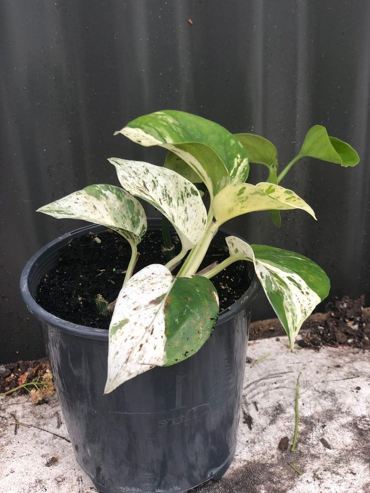 What Do Plants Prefer High Or Low Pitches? Necps