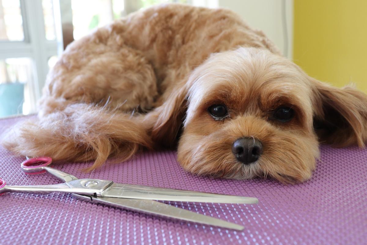 Shaggy D'Tails Dog Grooming Neighbourly Devonport, Auckland