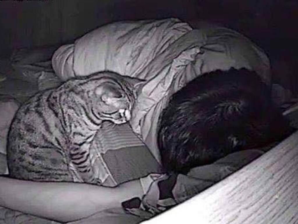 Photo of cat trying to ‘murder’ its owner while he sleeps goes viral