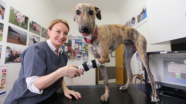 Mosman Vet helps greyhound Millie walk properly again with prosthetic