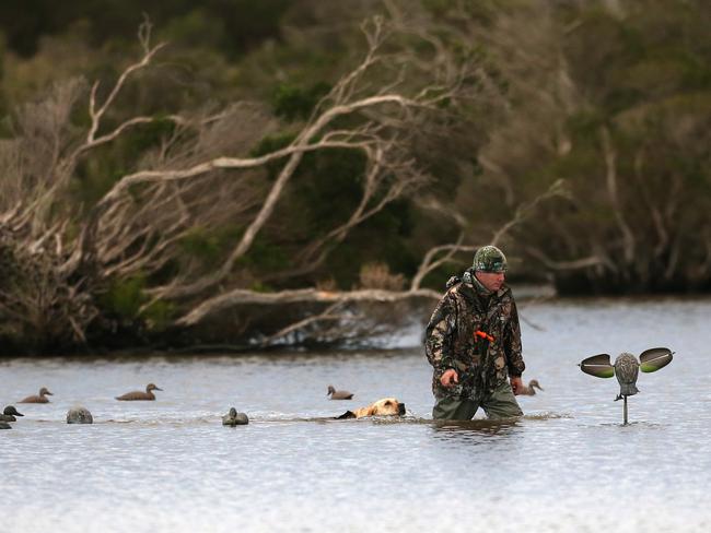 Duck hunting season is open The Weekly Times