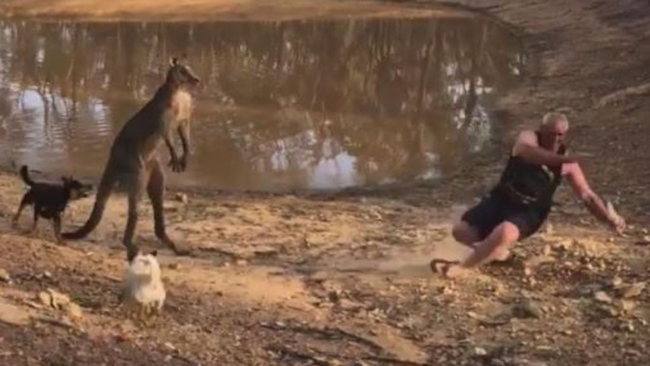 Kangaroo vs. human Aussie saves beer despite animal kicking him to the