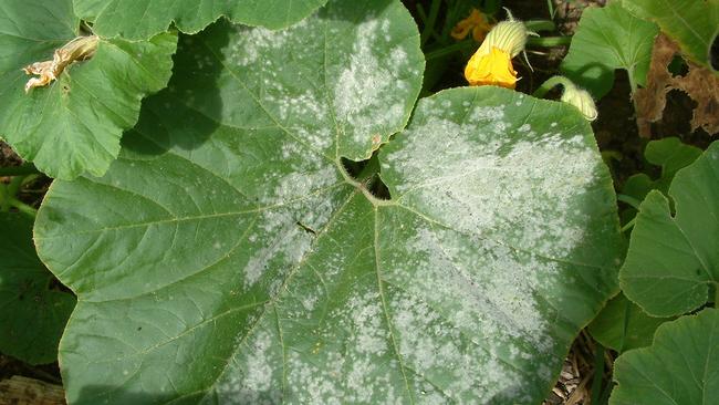 Be ready to attack disease if it strikes this autumn Peter Cundall