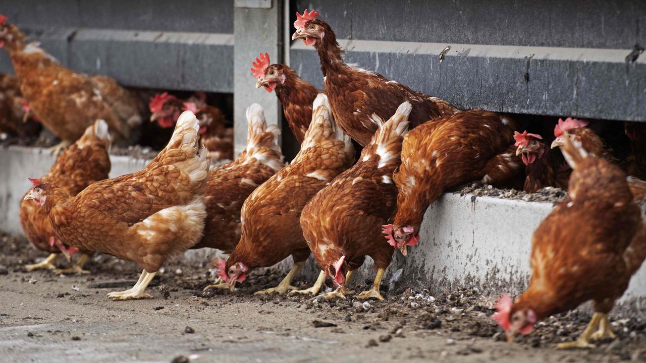 Avian influenza Victoria Bird flu detected on egg farm near Lethbridge