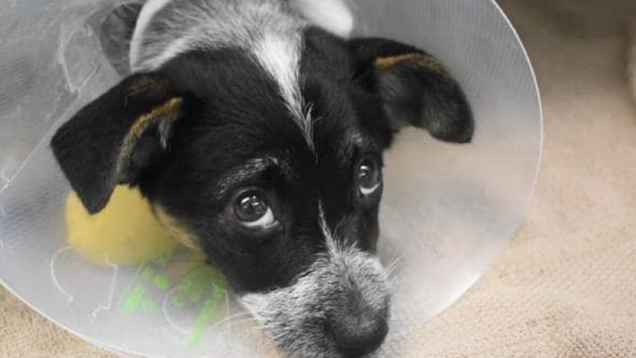 Rescue pets up for adoption at RSPCA’s Big Adopt Ou Quest News