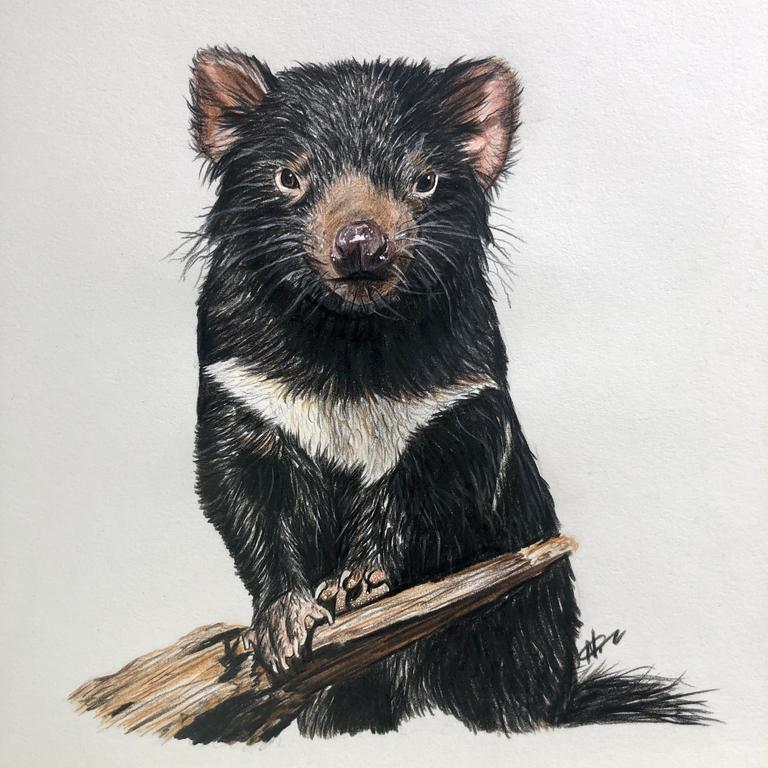 Tasmanian actor Nathan McCarron now drawing for Universal Music Group The Mercury