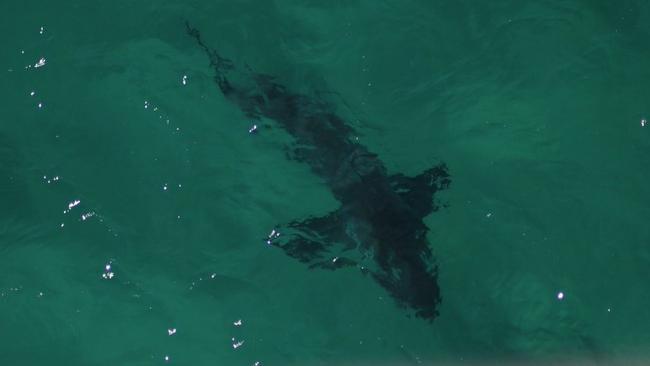 Northern NSW shark crisis meeting Surfers ‘sick of being bait’ Gold Coast Bulletin
