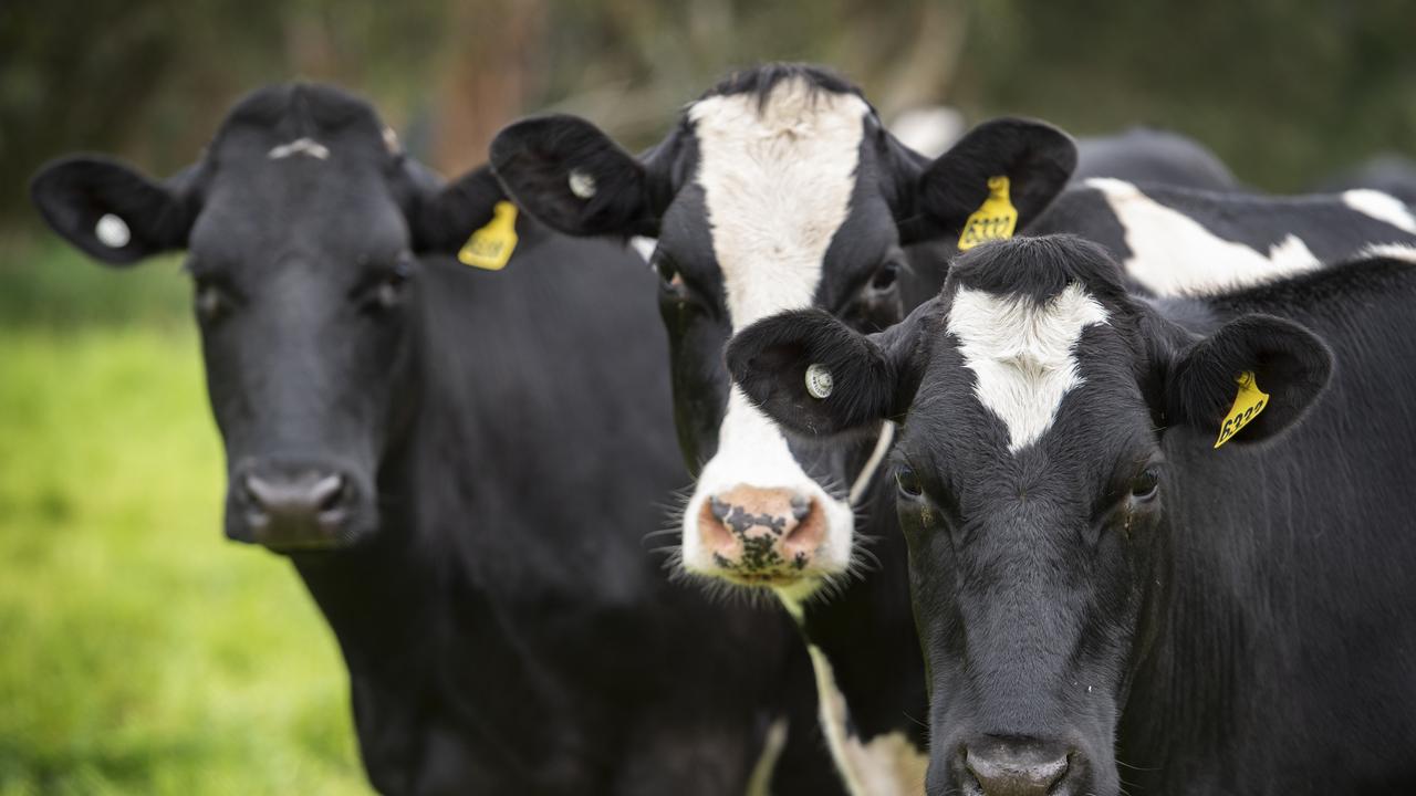Victoria dairy cattle sales Cohuna sale notches up top national