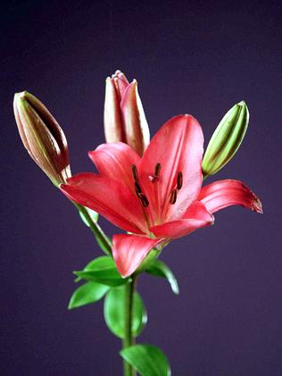 Beware the common but toxic plants and flowers that can poison dogs and