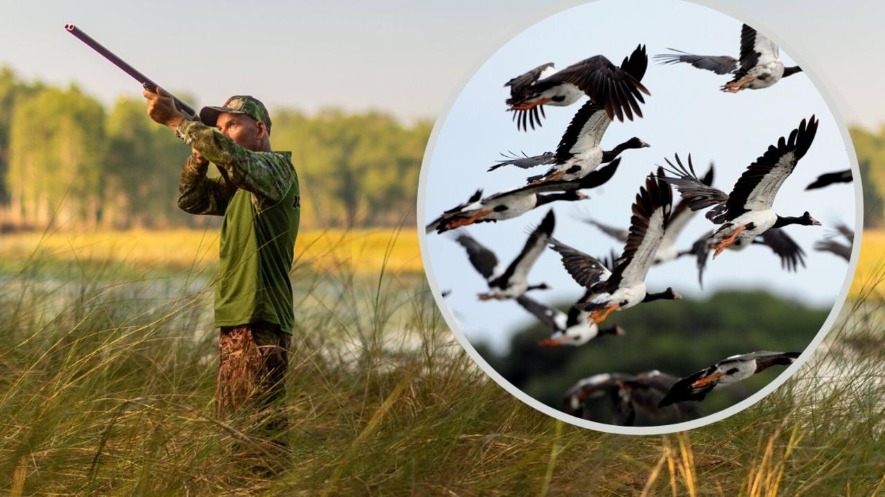 Waterfowl Hunting Season Magpie geese daily bag limits to remain at