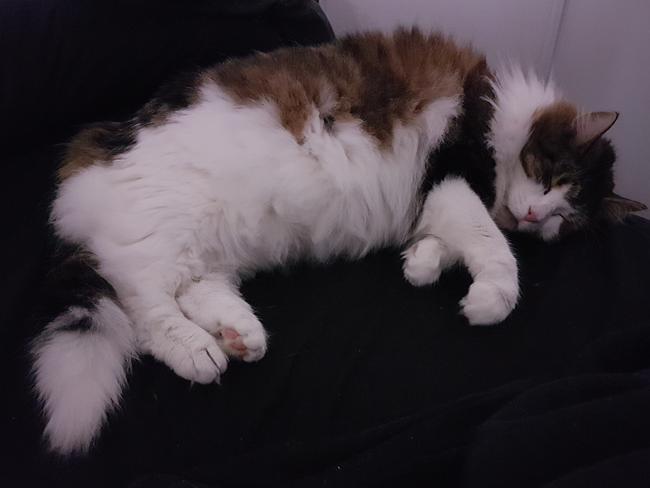 World’s longest cat? Maine coon Omar from Melbourne might be new