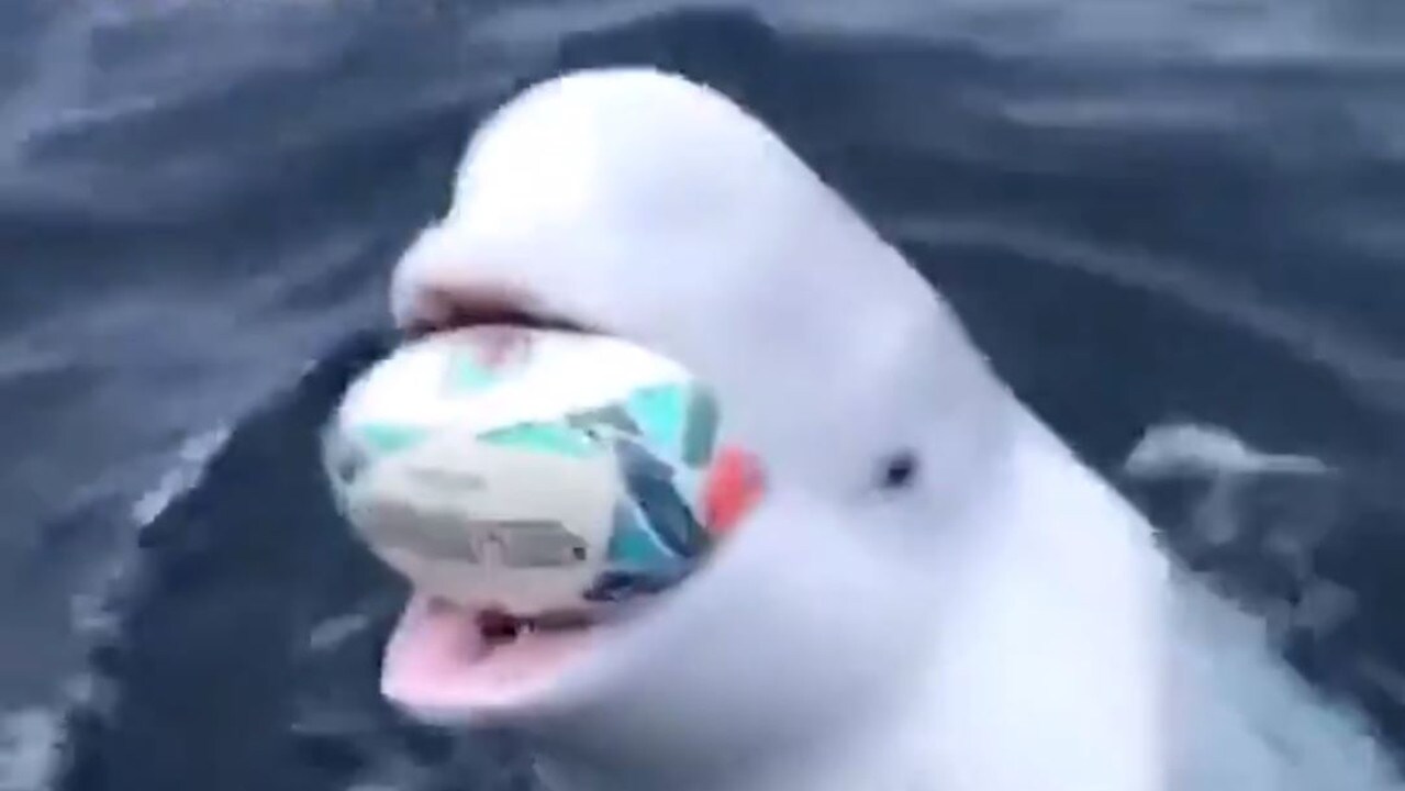 Beluga whale plays fetch with rugby ball video Geelong Advertiser