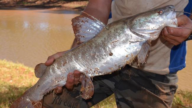 Perth’s Murdoch University researchers find miceeating catfish in WA’s