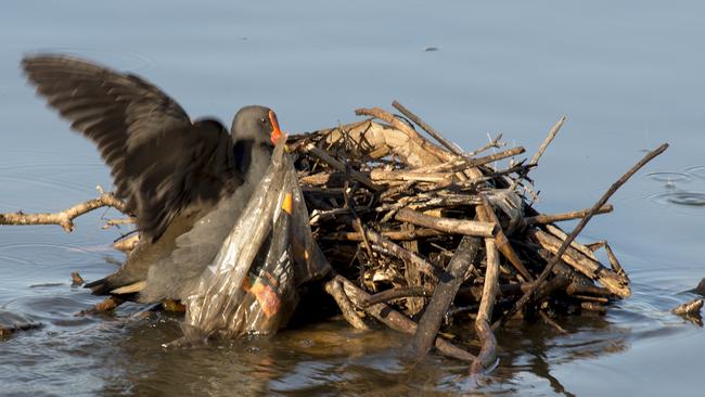 Native birds in Centennial Park making nests out of rubbish washed up