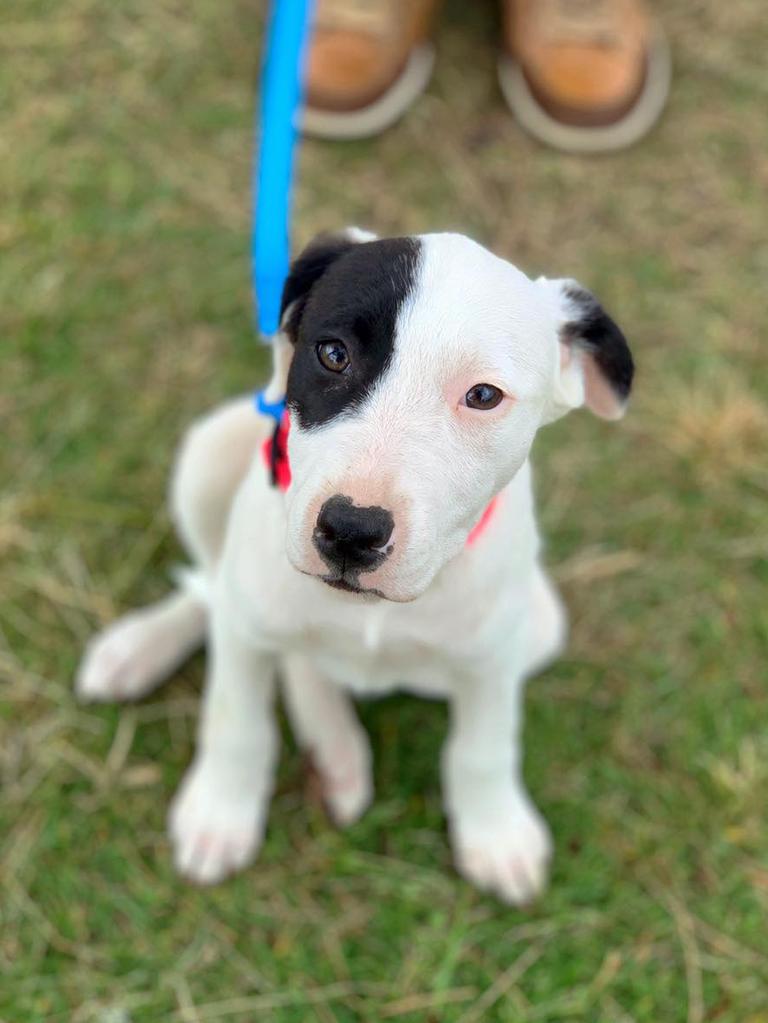 The RSPCA wants to find homes for 300 pets at its Big