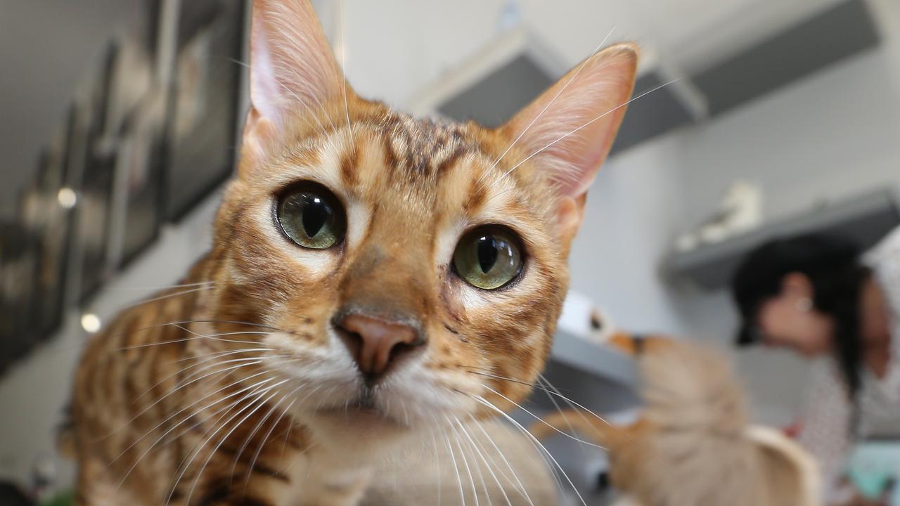 Crazy Cat Cafe, Gold Coast behind the scenes to learn