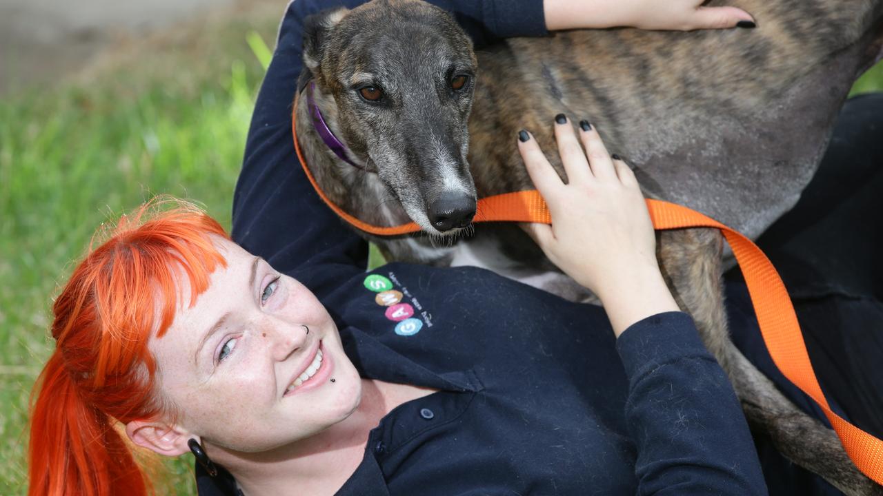 GAWS encouraging Geelong animal lovers to adopt a greyhound this April
