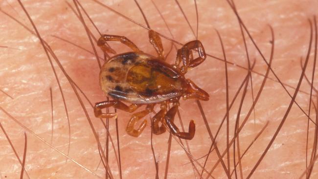 Victoria’s deadliest creatures include snakes, spiders, cows and honey