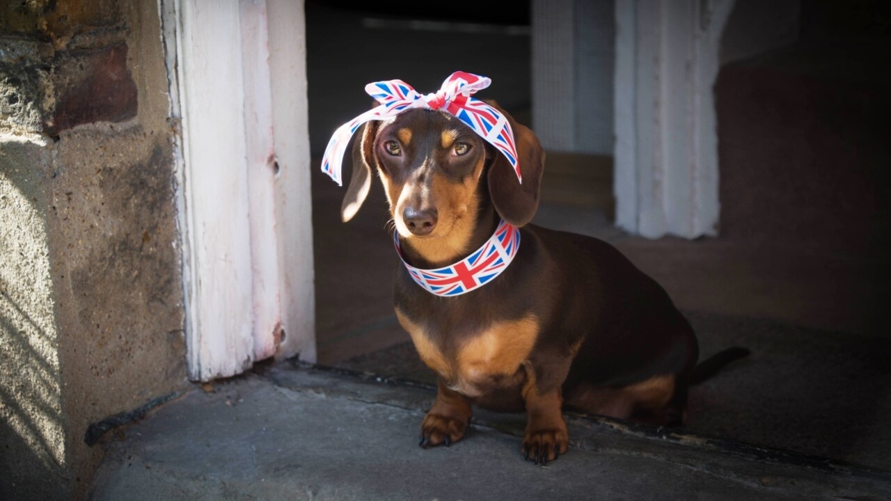 Dog names Most popular SA names revealed in list Adelaide Now