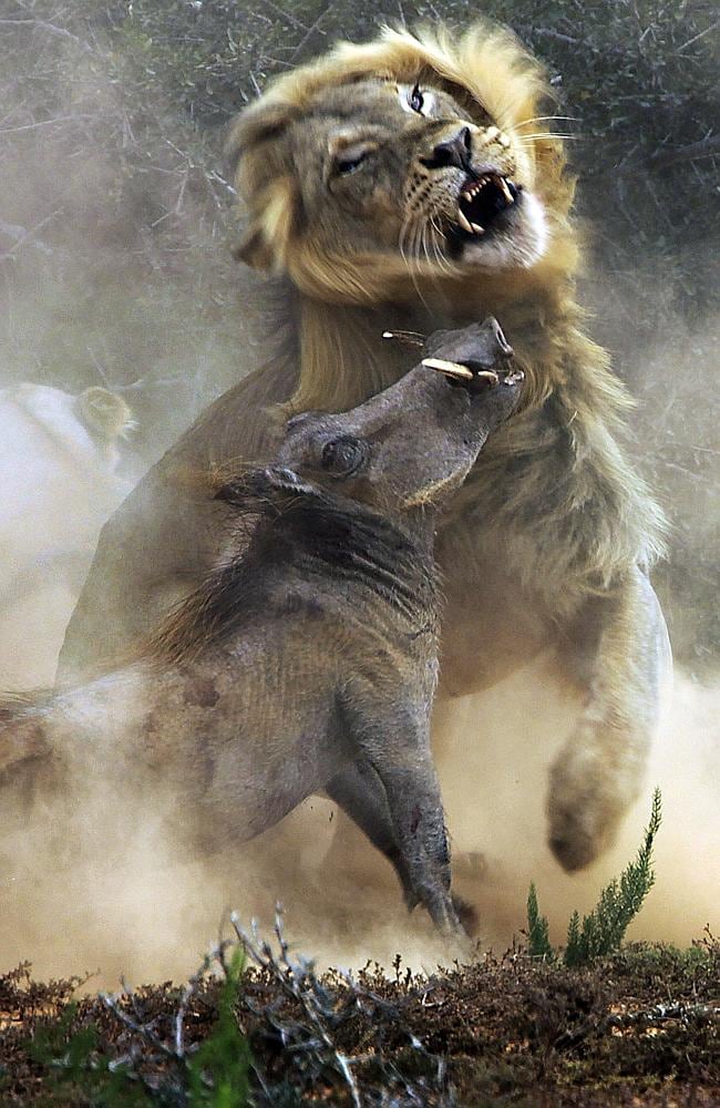 Amazing pictures show epic fight between lion and warthog