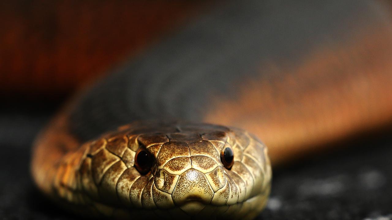Copperhead snake Victoria Ferny Creek Trail, Rowville sighting prompts