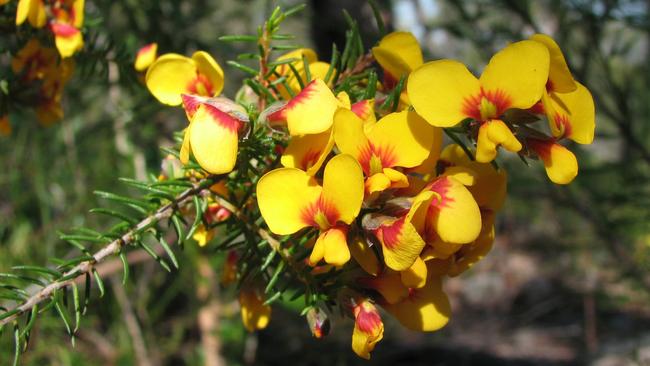 Wildflowers, not breakfast, behind Eggs and Bacon Bay name, says