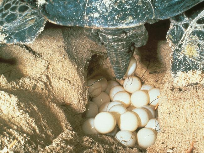 See turtles laying eggs during family holiday at Mon Repos Beach near