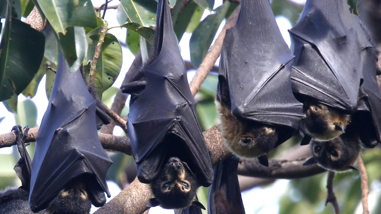 cairns bat festival 2023 Cairns bats CAFNEC plans vigil to pay tribute to 23,000 flying foxes that died in 2018 heatwave