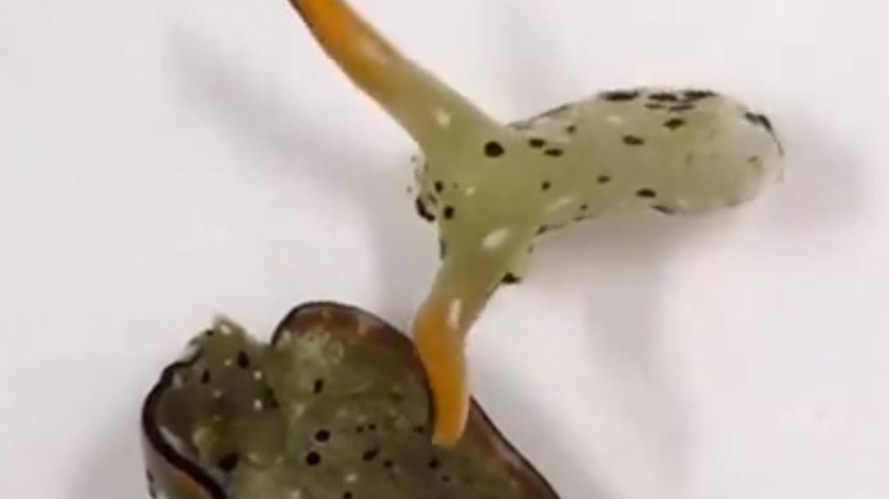 Sacoglossan sea slug can decapitate its own head and regrow its body