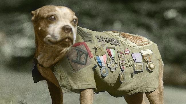 Stubby the spycatcher and the hero animals of World War I Perth Now