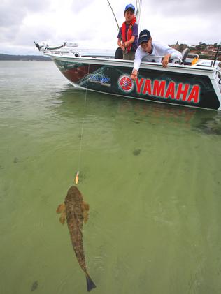 Scientists back changes to flathead size and bag limit changes The