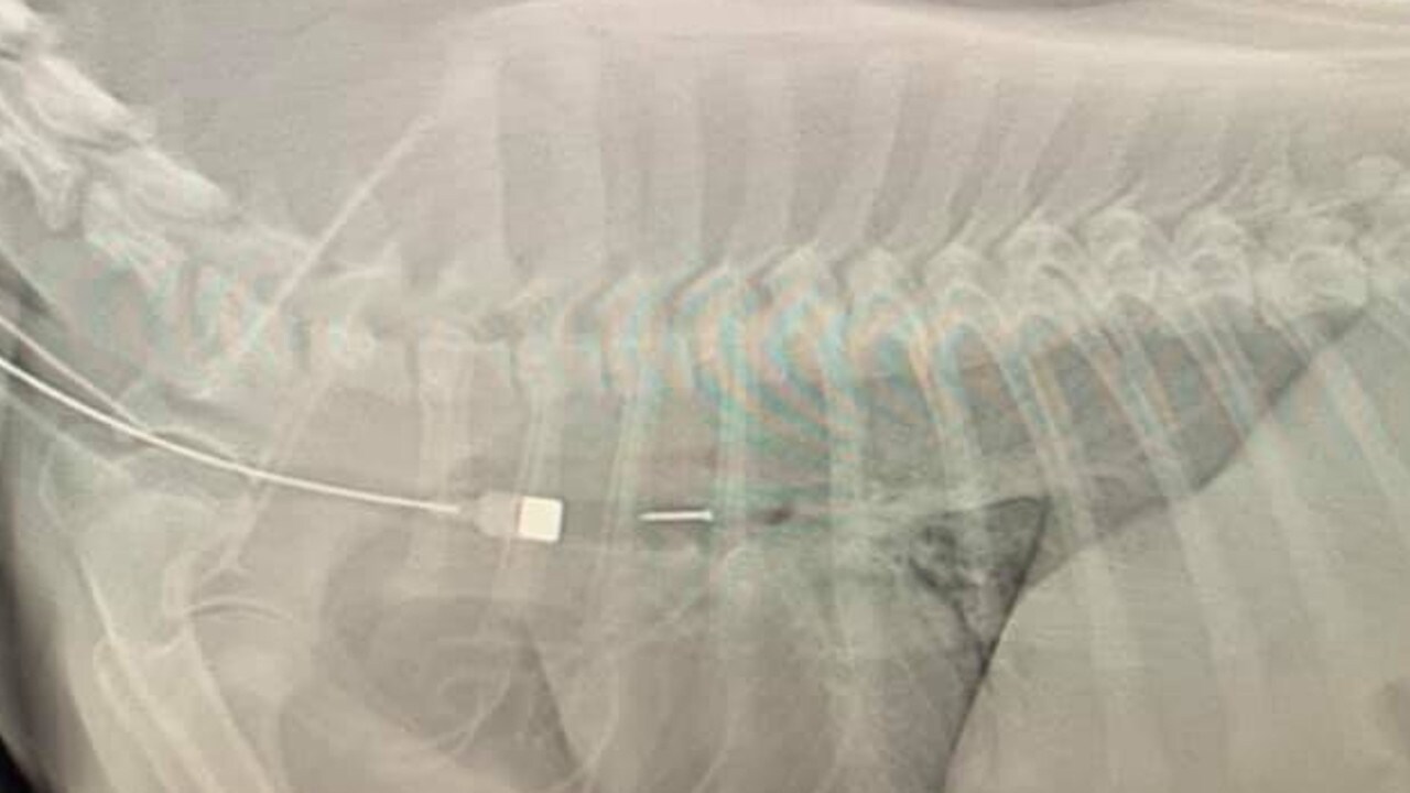 Puppy who swallowed thumb tack saved by AES vets who used 2.50