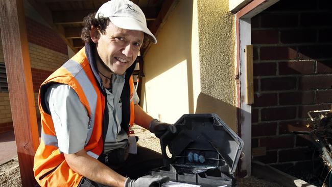 Rats and mice move in for winter The Mercury