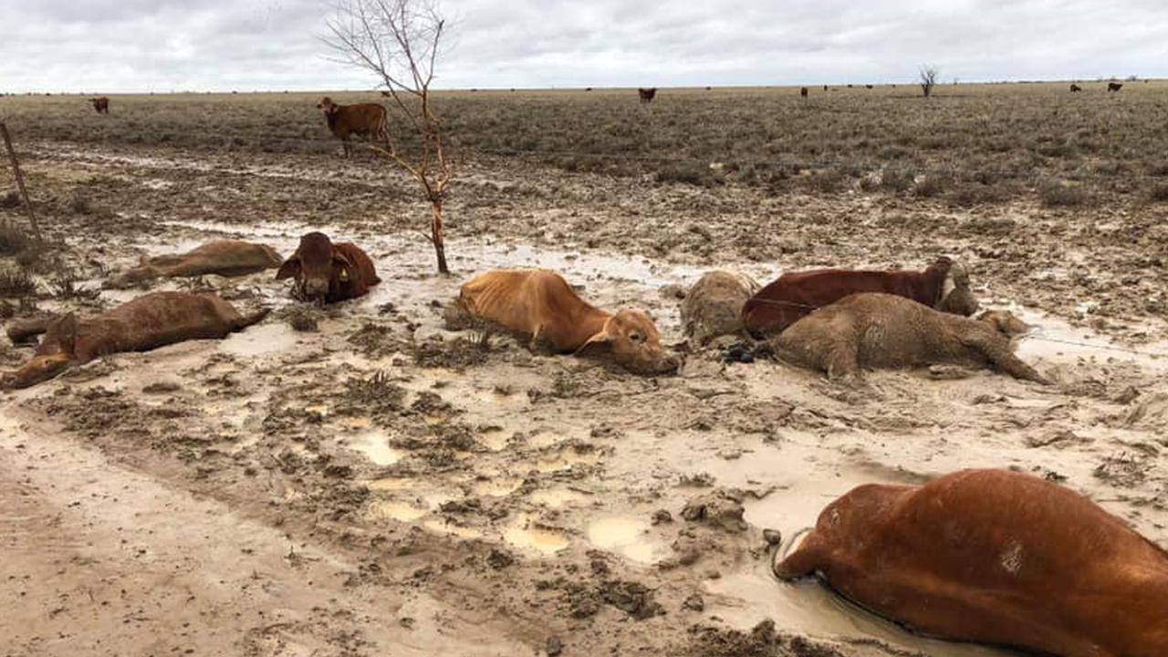 Charters Towers cattle Sale cancelled due to weather