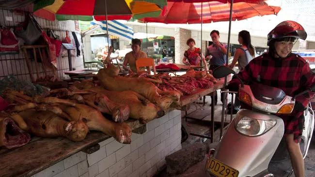 lychee and dog meat festival 2023 Yulin Dog Meat Festival in China Petition signed by millions