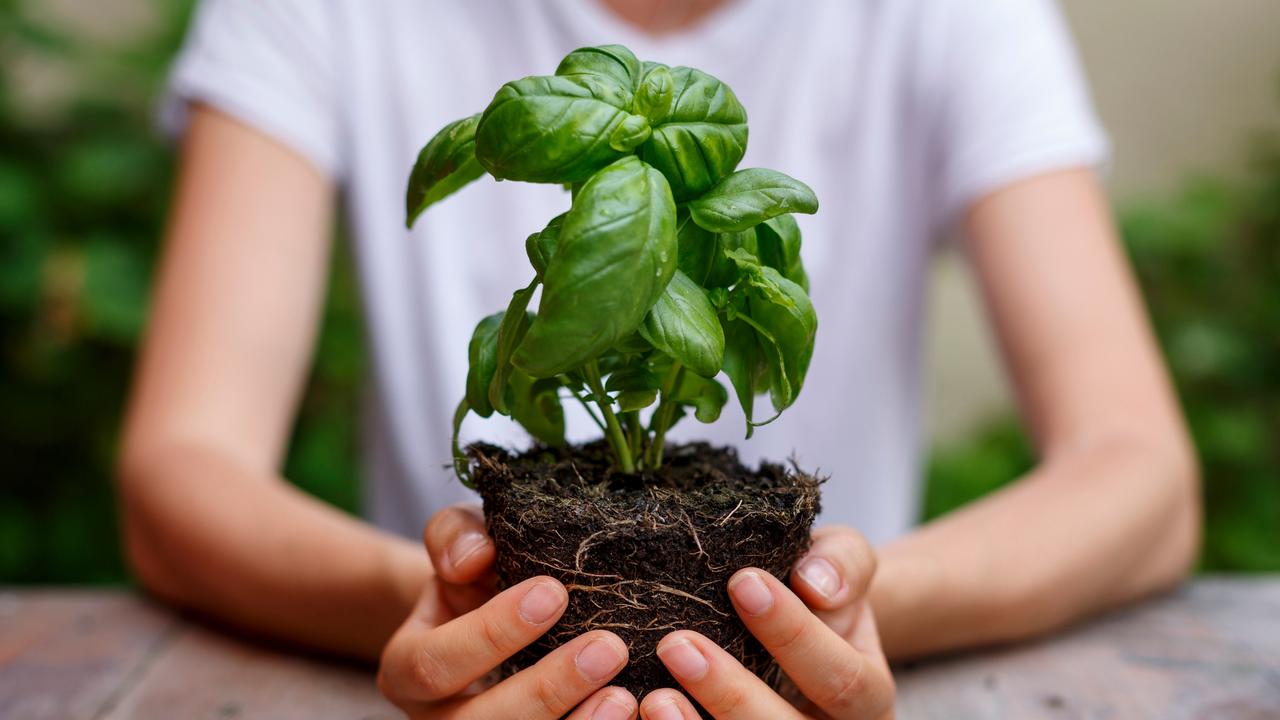 How to grow herbs at home