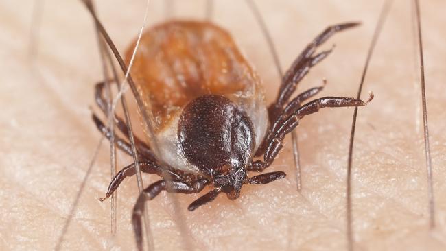 New tick bacteria in Australia being investigated as possible cause of